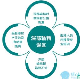 豬場(chǎng)育種新突破 母豬深度受精技術(shù)的創(chuàng)新應(yīng)用與推廣策略